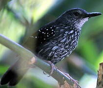 Silvered Antbird