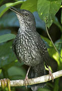 Silvered Antbird