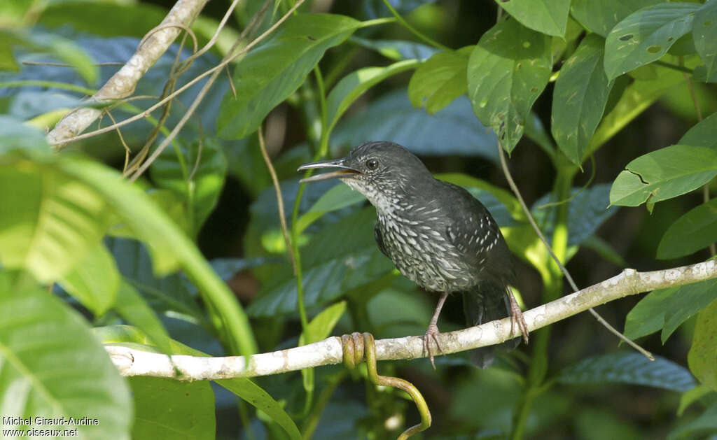 Silvered Antbird male adult, close-up portrait