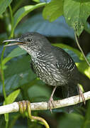 Silvered Antbird