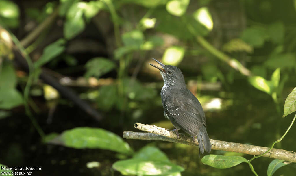 Silvered Antbird male adult