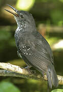 Silvered Antbird