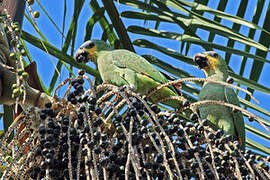 Orange-winged Amazon