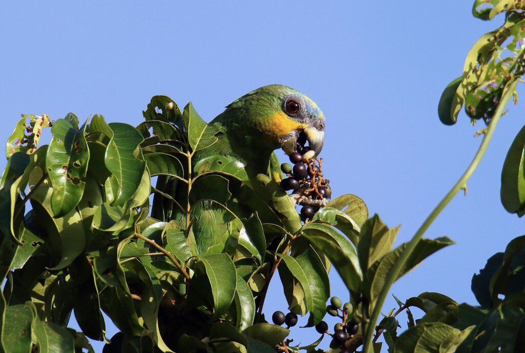 Orange-winged Amazonadult, eats