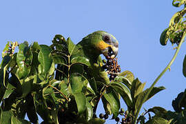 Orange-winged Amazon