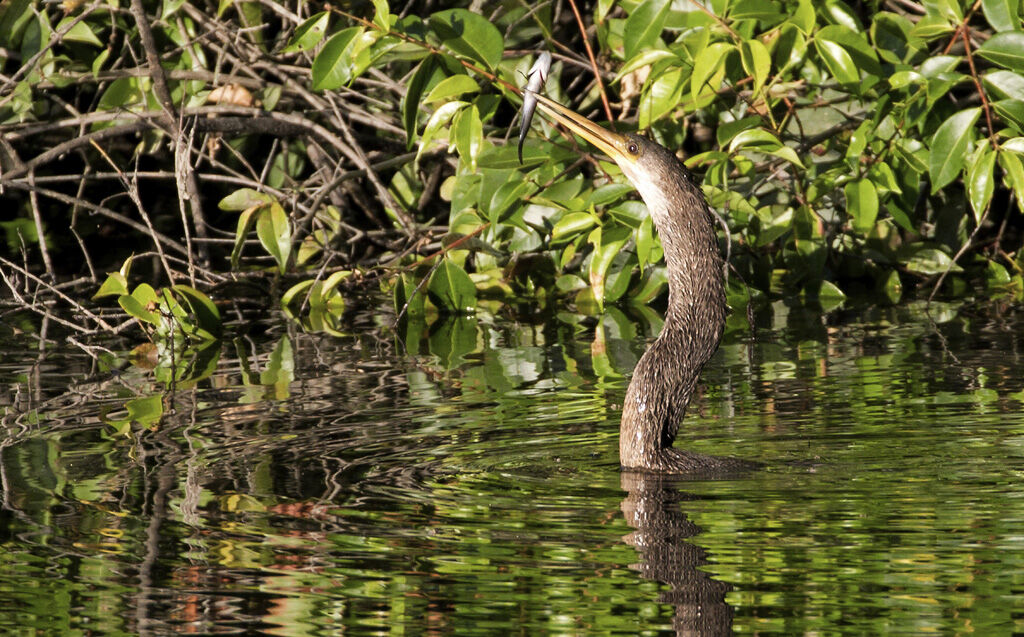 Anhinga, feeding habits