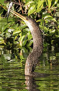 Anhinga