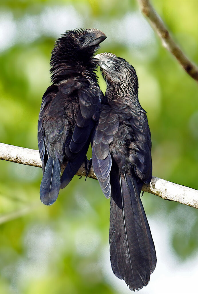 Smooth-billed Ani