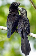 Smooth-billed Ani