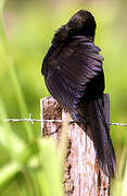 Smooth-billed Ani