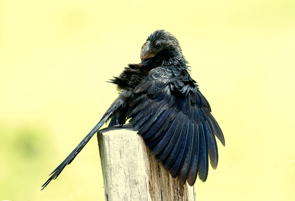 Smooth-billed Ani