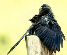 Smooth-billed Ani