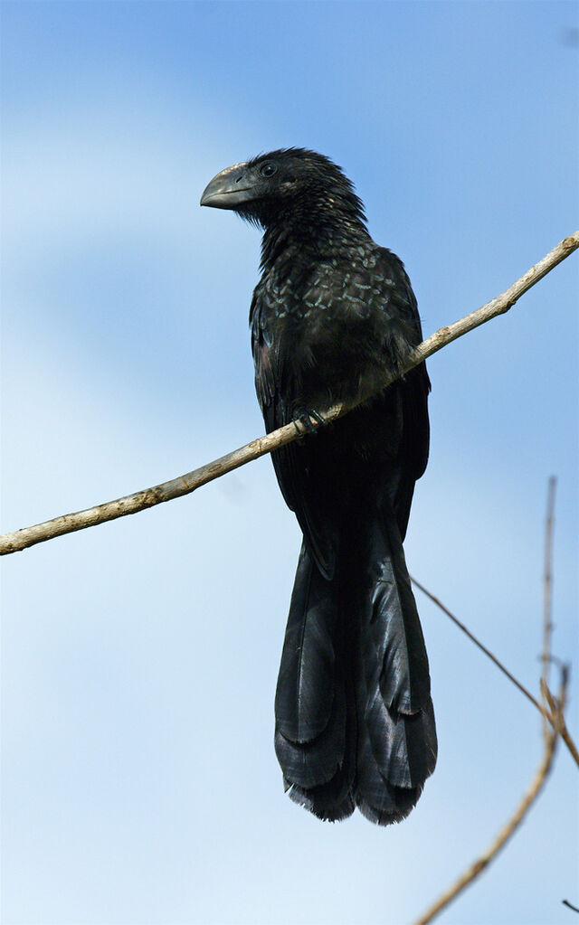 Smooth-billed Ani