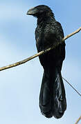 Smooth-billed Ani