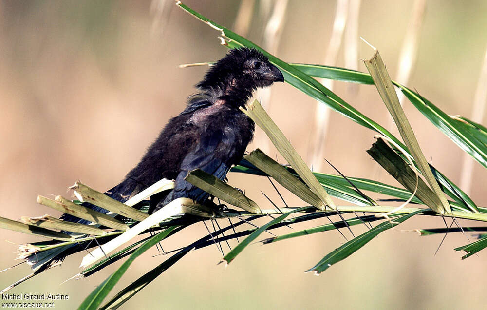 Smooth-billed Anijuvenile, identification