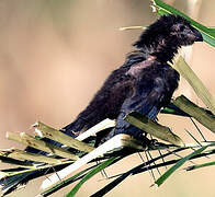 Smooth-billed Ani