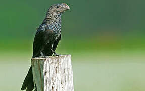 Smooth-billed Ani