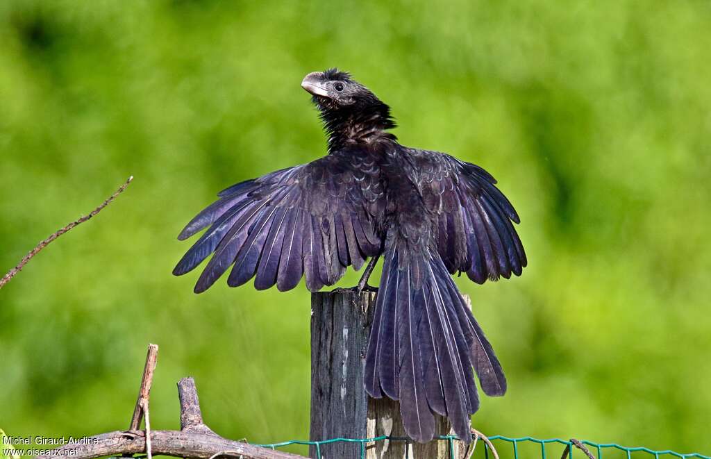 Smooth-billed Aniadult, aspect, pigmentation, Behaviour