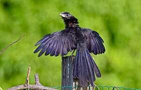 Smooth-billed Ani