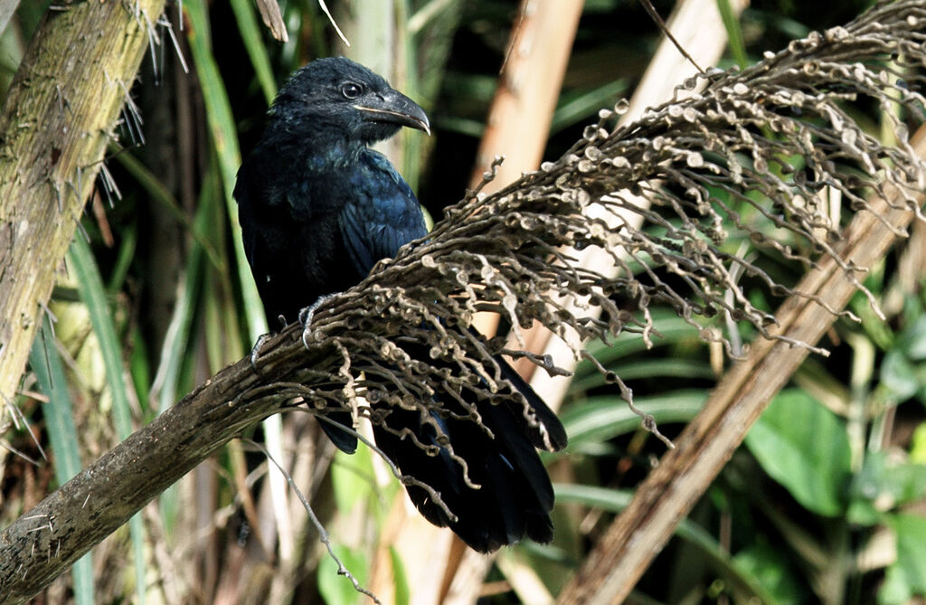 Greater Anijuvenile