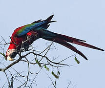 Red-and-green Macaw