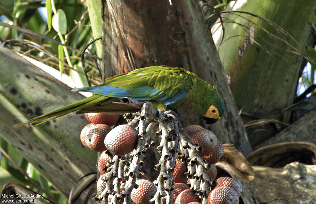 Red-bellied Macawadult, feeding habits