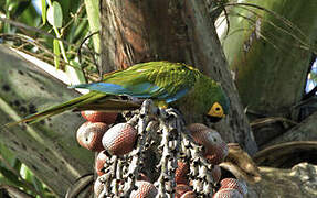 Red-bellied Macaw