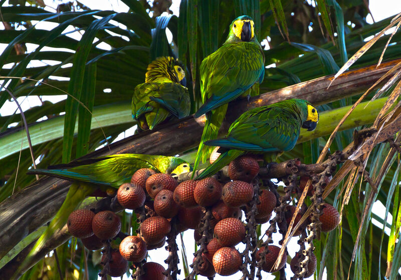 Red-bellied Macaw, feeding habits