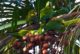 Red-bellied Macaw