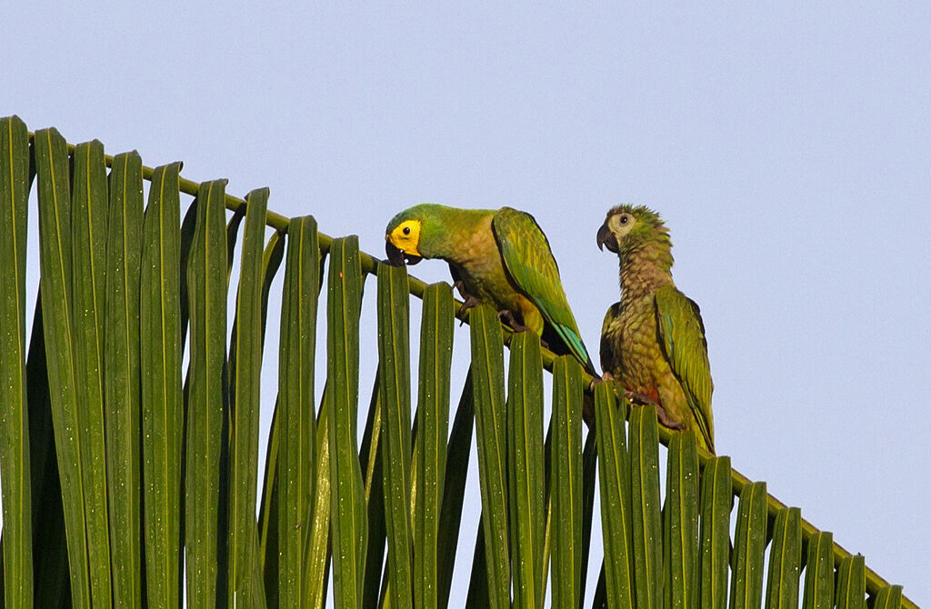 Red-bellied Macawjuvenile