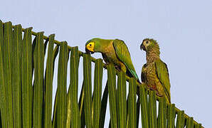 Red-bellied Macaw