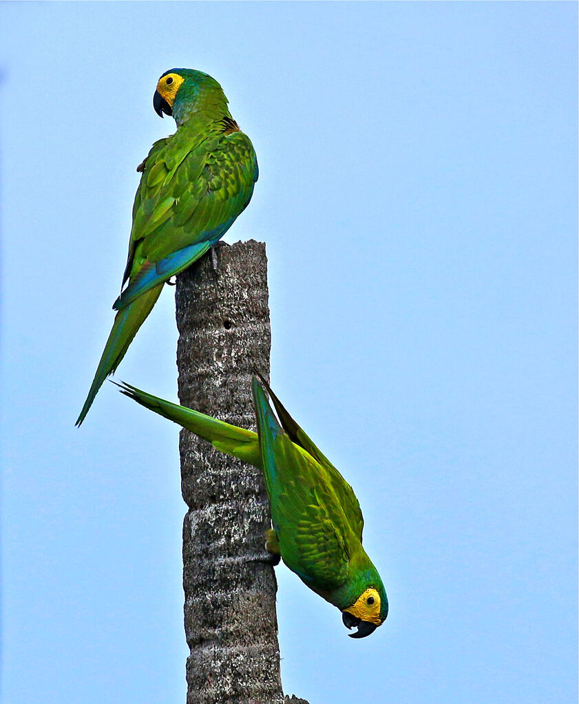 Red-bellied Macaw