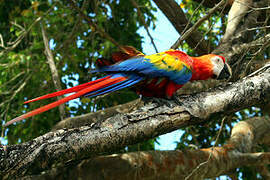 Scarlet Macaw