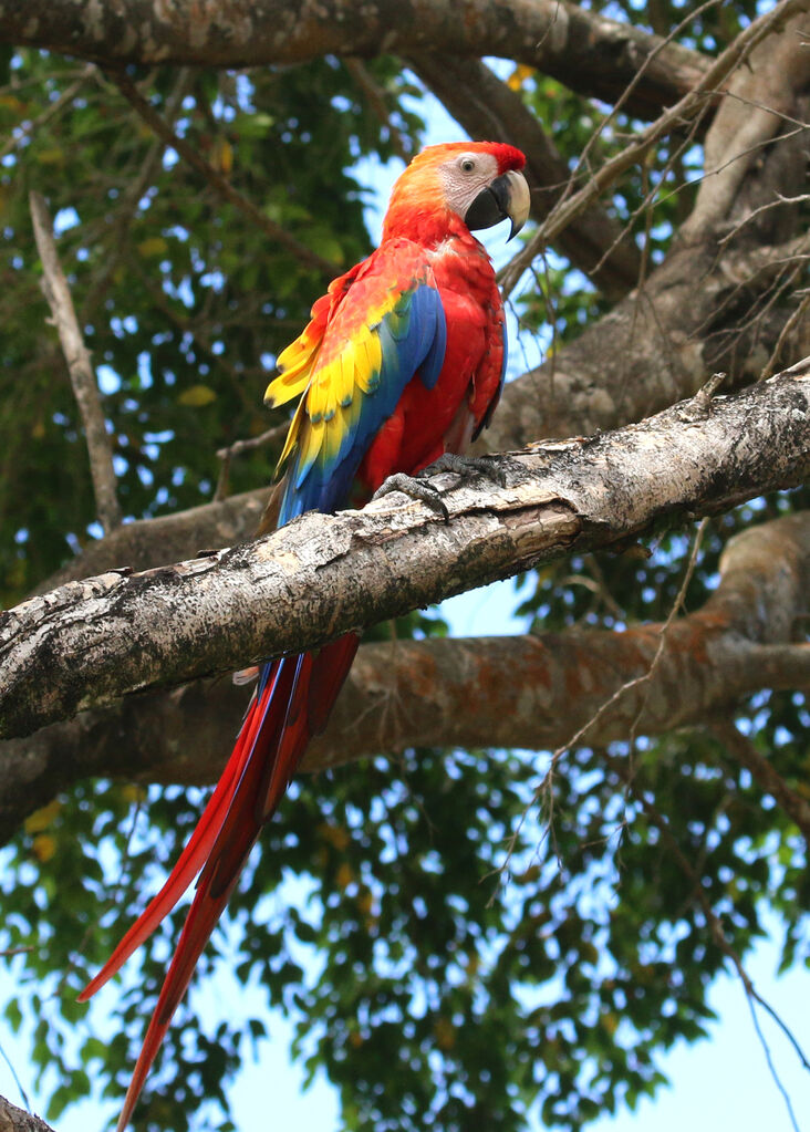 Scarlet Macaw