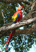 Scarlet Macaw