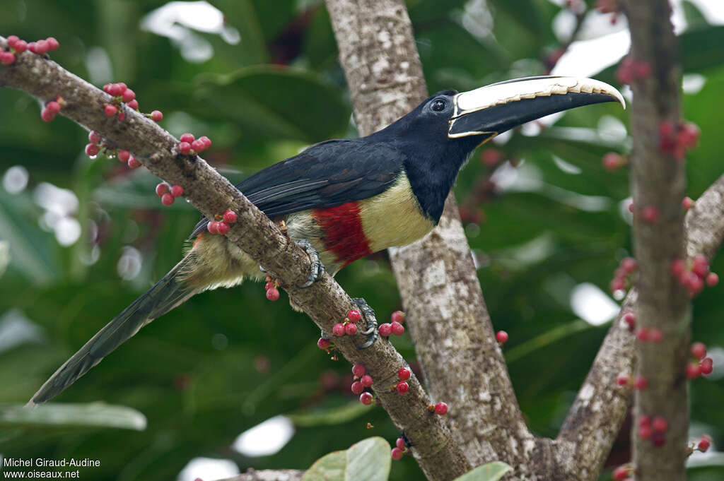 Black-necked Aracariadult