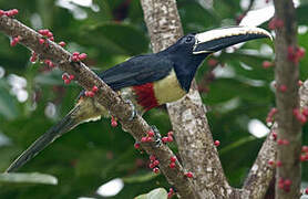 Black-necked Aracari