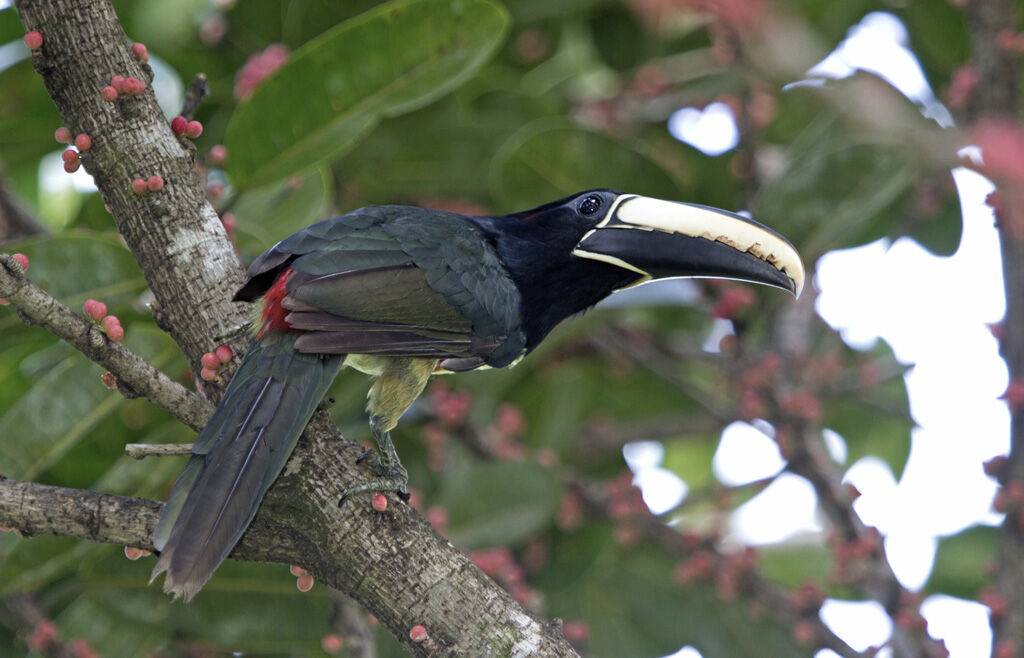 Black-necked Aracari