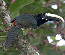 Black-necked Aracari