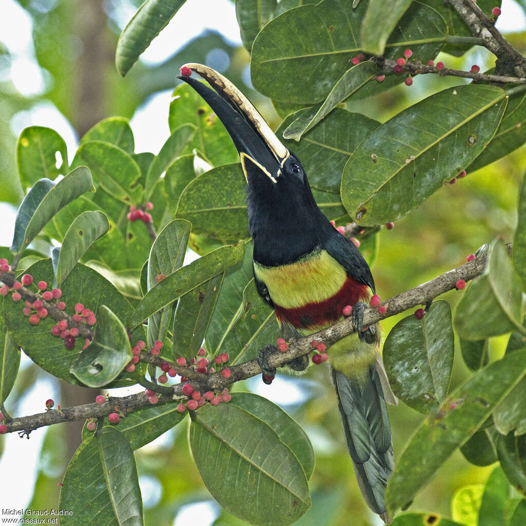 Araçari grigriadulte, mange