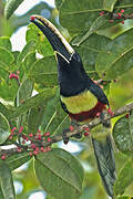 Black-necked Aracari