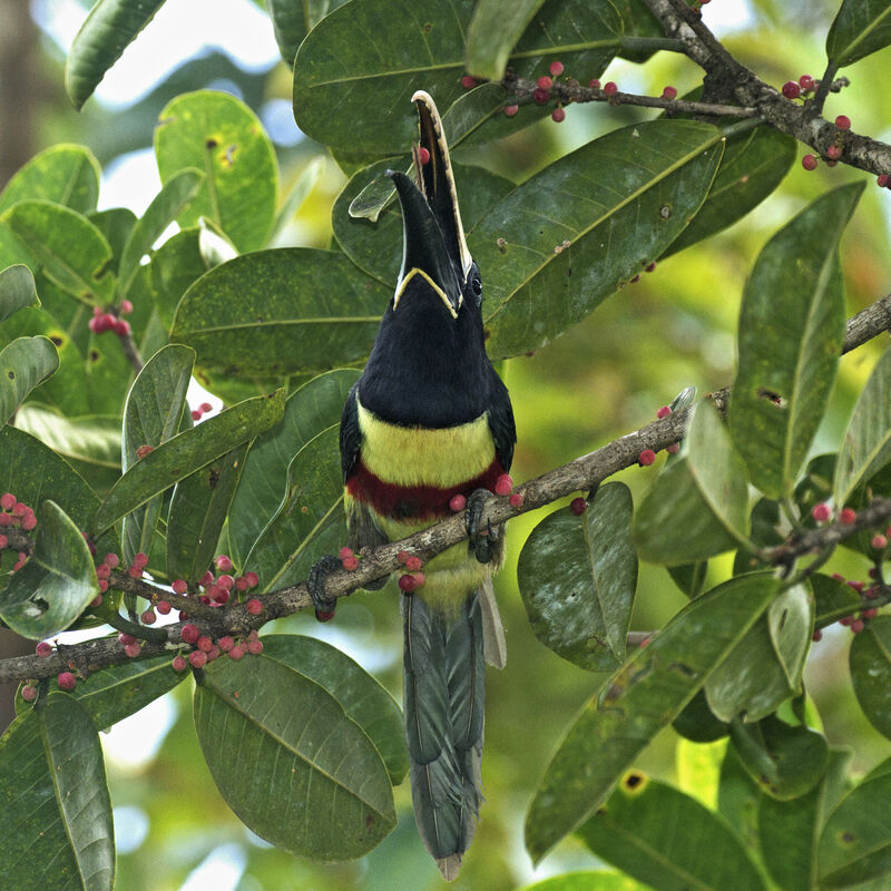 Black-necked Aracari, eats