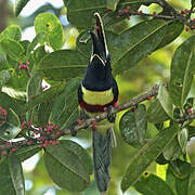 Black-necked Aracari