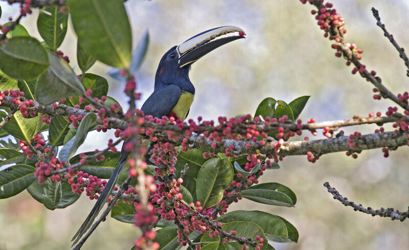 Black-necked Aracari, eats