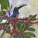 Araçari grigri
