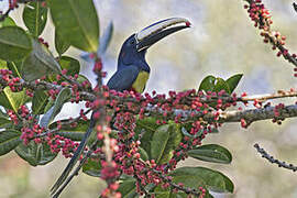 Black-necked Aracari