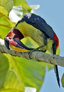 Green Aracari