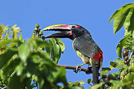 Green Aracari