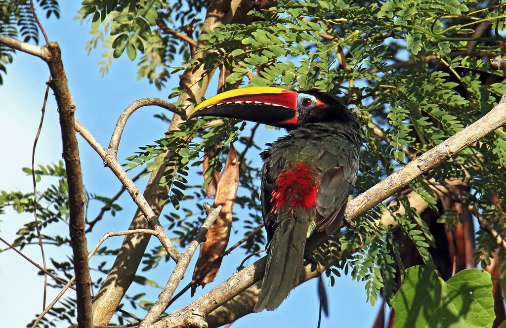 Green Aracari male adult