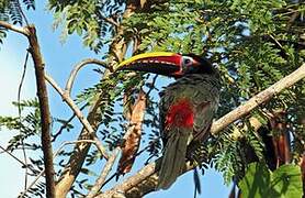 Green Aracari